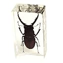 Real Bug in Crystal Clear Amber Paperweight : Black Stag Beetle