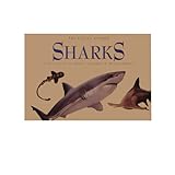 Sharks (Little Guides (San Francisco, Calif.).)