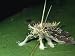 A Moth with Fungus-Like Camouflage Photographic Poster Print, 24x18