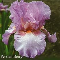 German Bearded Iris Persian Berry 1 Rhizome