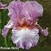 Outdoor Living : German Bearded Iris Persian Berry 1 Rhizome