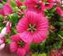 Vulcan Mallow - 100 Seeds, 1.5g - Malope Trifida