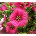 Vulcan Mallow - 100 Seeds, 1.5g - Malope Trifida