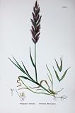 Botany Plants C1902 Perennial Beard-Grass Polypogon