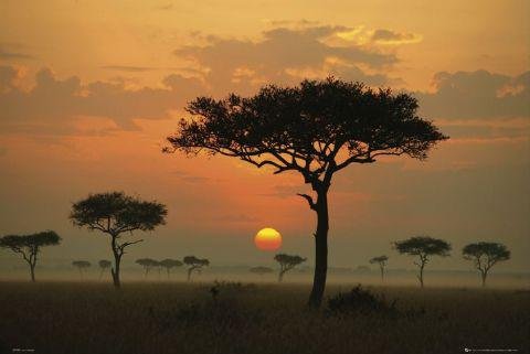 Trees at sunset