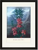 Black Framed/Matted Print 17x23, The Narrow-Leaved Kalima