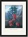 Black Framed/Matted Print 17x23, The Narrow-Leaved Kalima