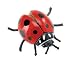 Hidden Kingdom Insects: Red Ladybug