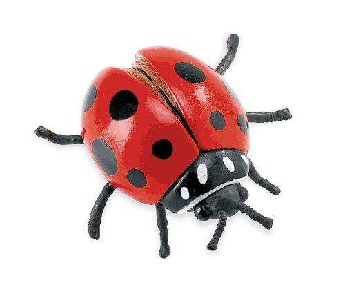 Hidden Kingdom Insects: Red Ladybug