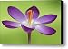 Dutch Crocus Crocus Vernus Flower Canvas Print / Canvas Art - Artist Silvia Reiche