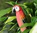 Hand Carved and Painted Wood Parrot Back Scratcher