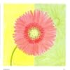 Pink Daisy Floral & Botanical Art Poster Print by Dona Turner, 9x9