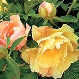 Peony Plant - Peony 'Singing in the Rain'
