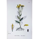 植物学は C1902 古めかしい Ragwort の Senecio Erucifolius を植えます