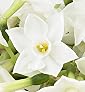 Flowers by Post - Narcissi