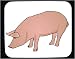 Mouse Pad with gylta, domestic, swine, barnyard, pig, boar, livestock, sow, animal