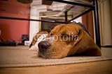 IMAGE OF Wallmonkeys Peel and Stick Wall Decals - A Cute Beagle Puppy Sleeping on the Floor in the Living Room. - 72
