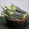 Baby Blue Jade Corn 25 Seeds - Miniature Plants & Cobs