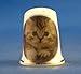Porcelain China Collectable Thimble - Grey Kitten -- Free Gift Box