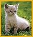 siamese10  - Siamese Kitty Looking Pretty Bookmark