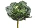 16 Large Ornamental Cabbage Green Cream (Pack of 4)