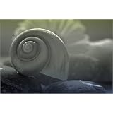 Poster 60 x 40 cm - "Escargot Fantasie" von Tanja Riedel - auch in anderen Gr��en und als Leinwandbild erh�ltlichvon "POSTERLOUNGE"