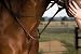 Premimum Leather Raised Martingale - Standing