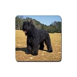 Bouvier des Flandres Rubber Square Coaster (4 pack)