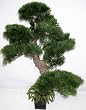 24" Cedar Bonsai Topiary