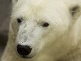 Polar Bear at the Henry Doorly Zoo in Omaha, Nebraska Photographic Poster Print by Joel Sartore, 16x12