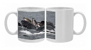 Humpback Whale - lunge-feeding for herring (after bubble-netting) Photo Mugs