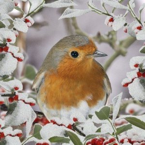 Christmas Robins Luxury Christmas Cards Pack