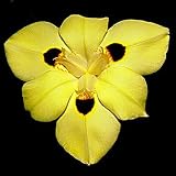 Fortnight Iris 15 Seeds/Seed - Moraea - Tropical
