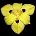 Fortnight Iris 15 Seeds
