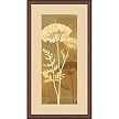 Queen Anne's Lace I Wall Art