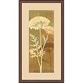 Queen Anne's Lace I Wall Art