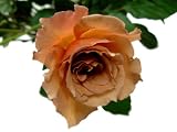 アフタヌーンティ 【茶色】 10本 ◆バラの花束◆
