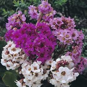 30+ Fragrant Bergenia Cordifolia Ground Cover Perennial Flower Seeds / Drought Tolerant Problem Free Perennial 30+ Fragrant Bergenia Cordifolia Ground Cover Perennial Flower Seeds / Drought Tolerant Problem Free Perennial