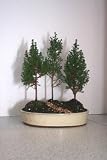 LOUSBONSAINURSERY 3 EASTERN CEDAR BONSAI FOREST PLANTING (NEW ITEM)