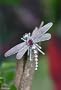Sterling Silver and Red Garnet Dragonfly Brooch, 'Enchanted Dragonfly'