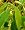 Dancing Grass 20 Seeds - Telegraph Plant