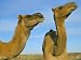 Arabian Camels (Camelus Dromedarius), Feral in Outback, New South Wales, Australia Art Photographic Poster Print by Steve & Ann Toon, 24x18