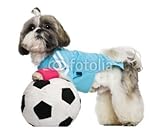Wallmonkeys Peel and Stick Wall Decals - Shih Tzu, 18 Months, Dressed with Soccer Ball - 48