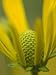 Prairie Coneflower (Ratibida Pinnata) Photographic Poster Print by Gerry Bishop, 18x24
