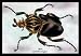 Beetle: African Goliathus Magnus #1 24x36 Giclee