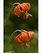 Photographic Prints of Carnic Lily in flower from Ardea Wildlife Pets