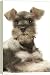 Dog - Schnauzer puppy - 20 Inch Canvas Print (51 cm) by Ardea