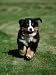 Bernese Mountain Puppy Running Animals Photographic Poster Print by Wegner, 9x12