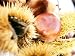 Aesculus Hippocasteanum Fruit (Horse Chestnut Conker) Photographic Poster Print by Linda Burgess, 16x12