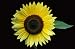 'vanilla Ice' Sunflower - 18